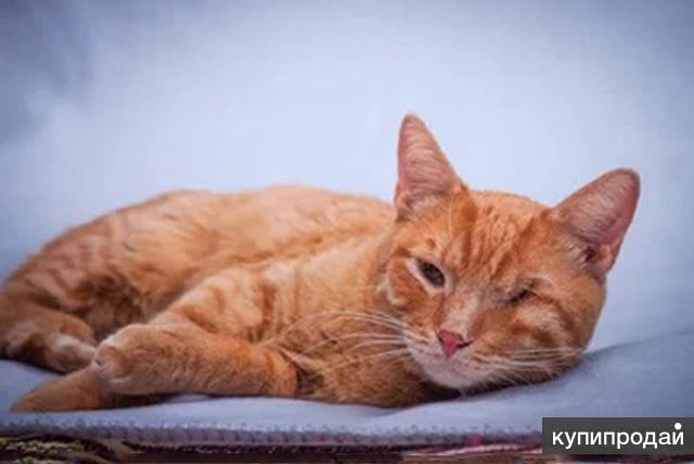 Добрейший солнечный молодой котик Рыжик ищет дом
