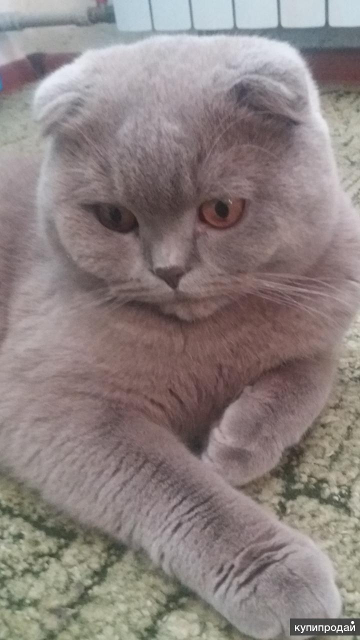 вязание шотландские косы. кот шотландец для вязки. кот шотландец для вязки. шотландский кот для вязки. шотландский кот для вязки.