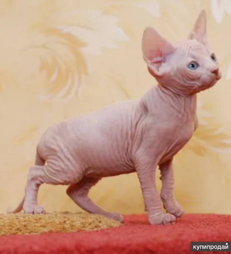 Крем для сфинксов. Крем для сфинксов. Крем для сфинксов. Шампунь ms. Донской сфинкс кремовый.