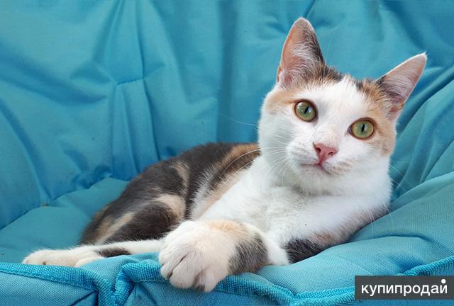 Красавица Эмили, молодая, ласковая трехцветная кошечка в добрые руки