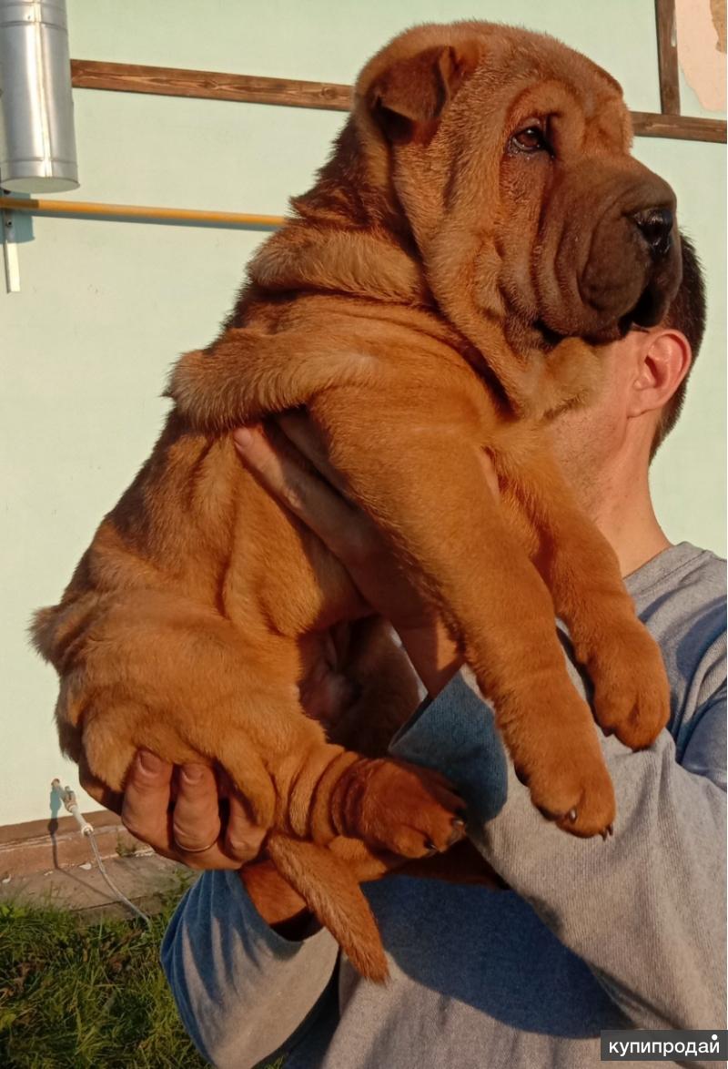 Авито собака шарпей. Шарпей рубцовск. Карликовый шарпей. Шарпей минипей. Авито собака шарпей.