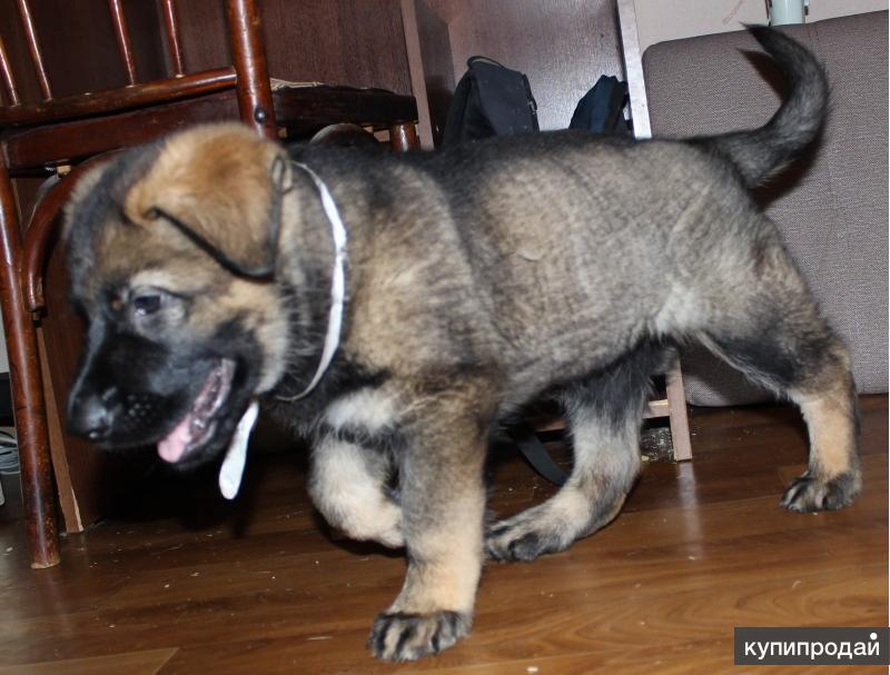 Купить Щенка Немецкой Овчарки В Хабаровске