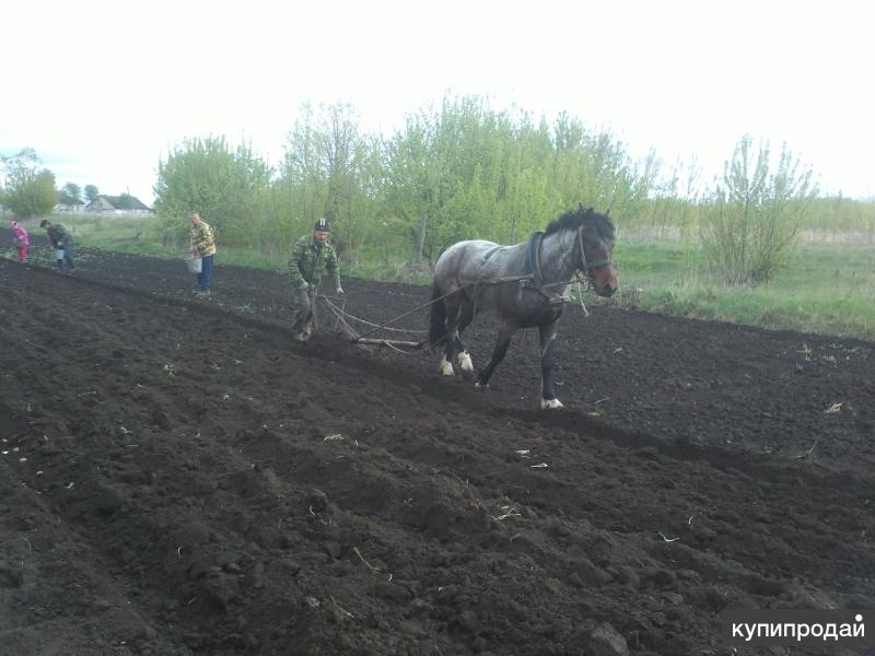 Курская лошади. Лошади в Курской области. Авито Курск рабочие лошадки. Прокат лошадей Курская область. Продажа лошадей в Мантурово Курской области.