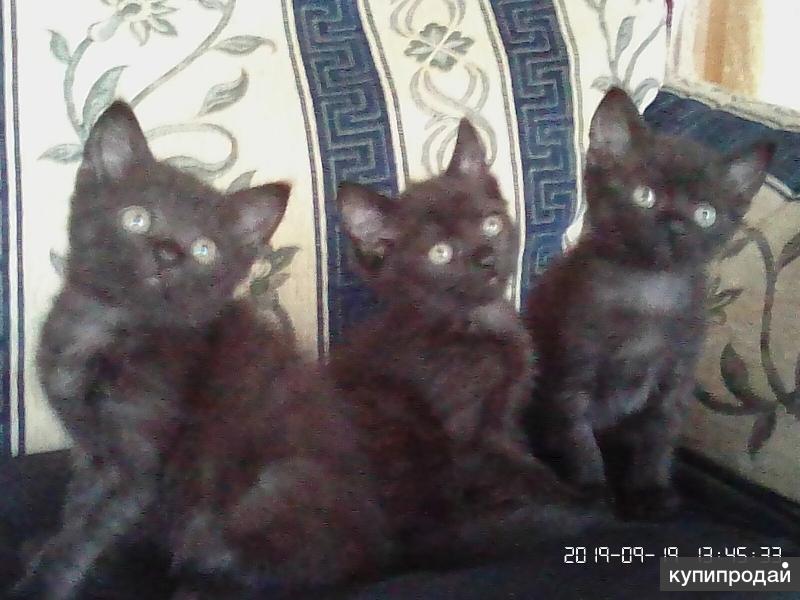 Купить Котенка В Орле