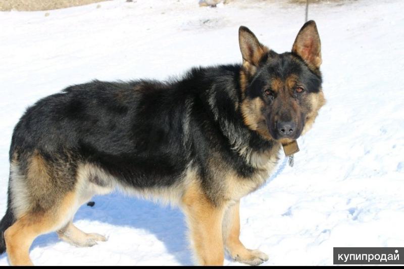 В оренбурге немецкого щенка. В оренбурге немецкого щенка. Как выглядит 2 месяцев щенок немки. В оренбурге немецкого щенка. Щенки немцев юла.