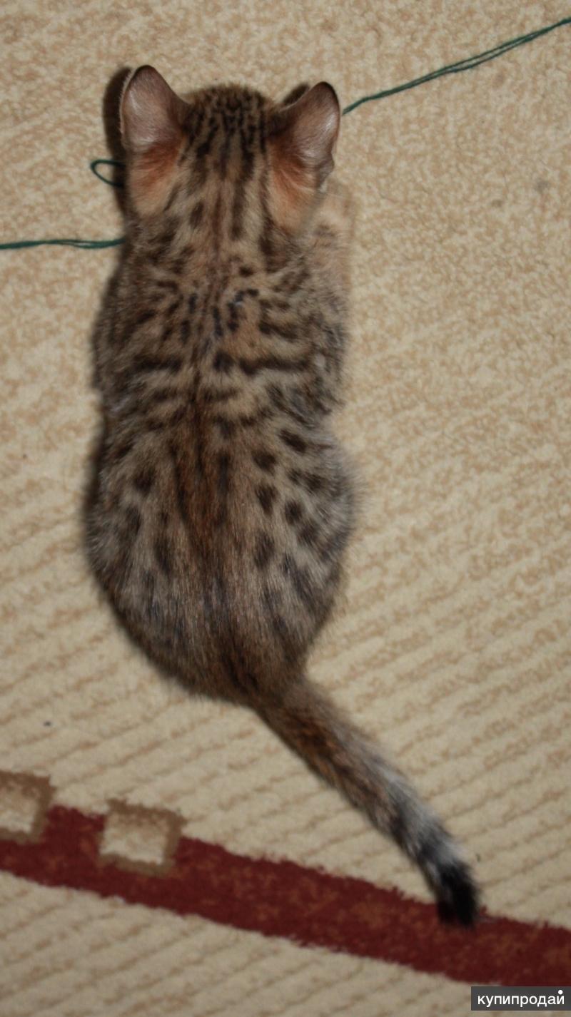 Бенгальский котенок 2.5 месяца