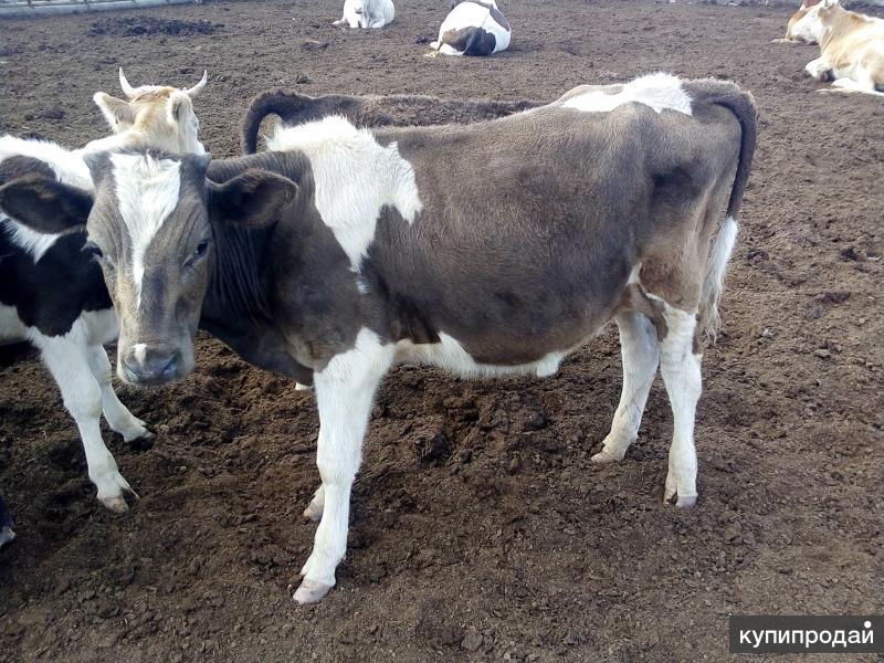 Купить Бычков В Воронеже И Воронежской Области