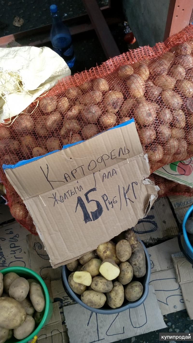 Килограмм картошки стоит 40 рублей. Кг картошки. Кг картошки в сетке. Килограмм картошки. Картофель, 1 кг.