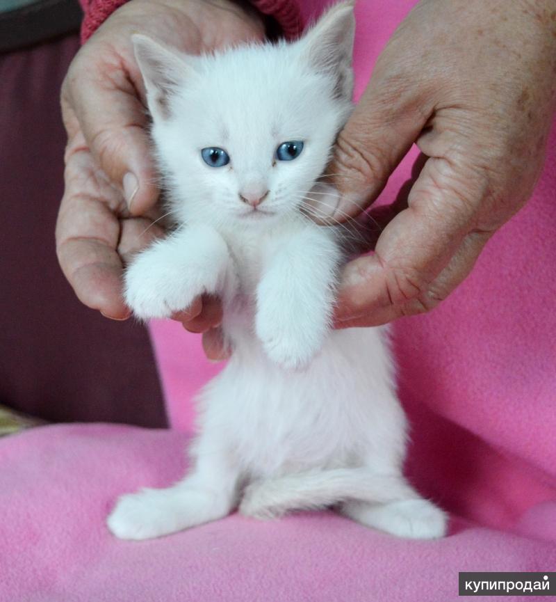 Маленькие кошки купить. Белый котенок девочка. Маленькие котята продаются. Кошки белые с пятнышками.