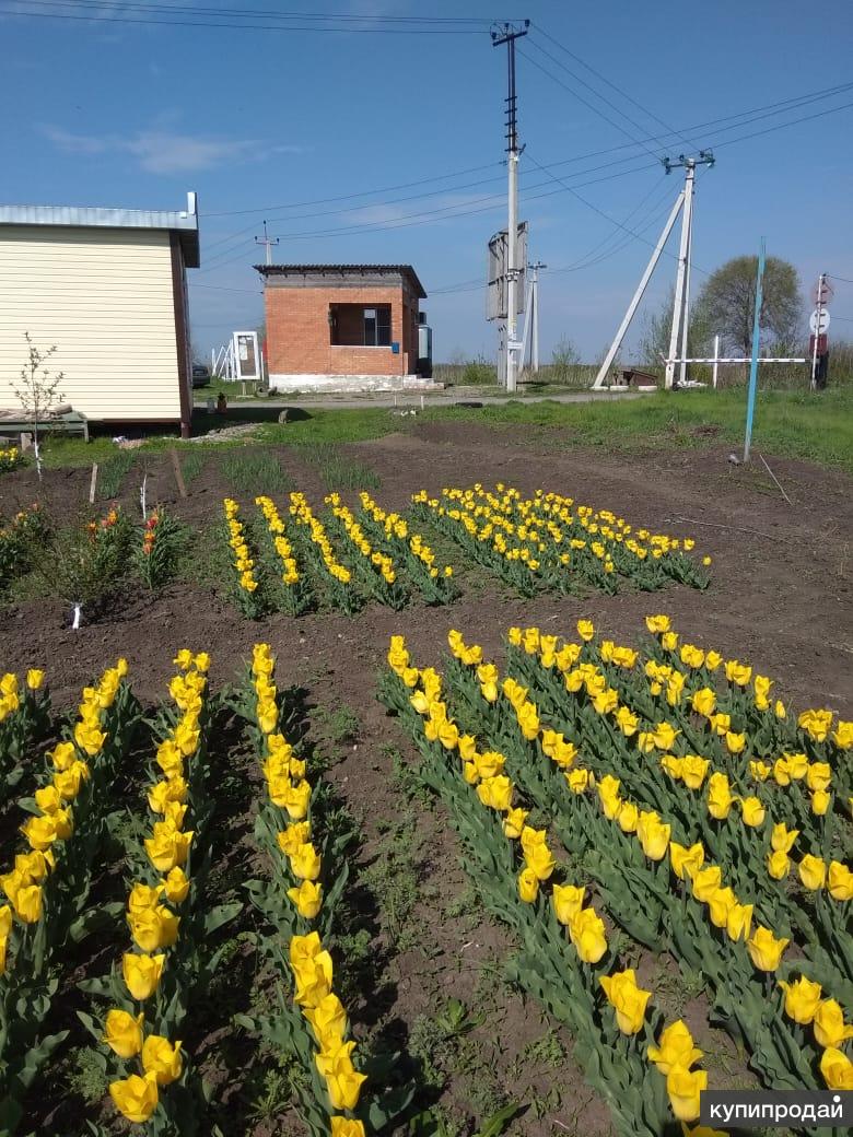 Купить Участок В Кулешовке Азовского