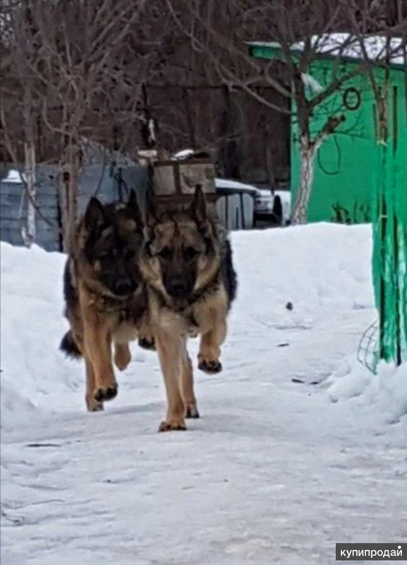 Купить Щенка Овчарки В Самаре