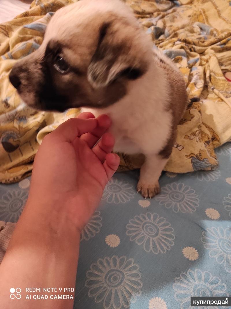 щенки даром. щенки даром. щенок в дар санкт петербург. щенки даром г. породистые собаки даром.