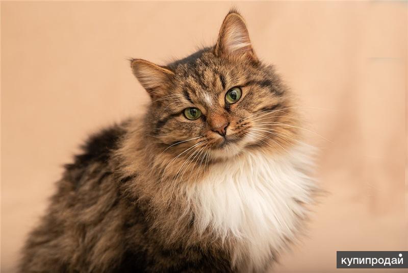 Сибирская кошка купить