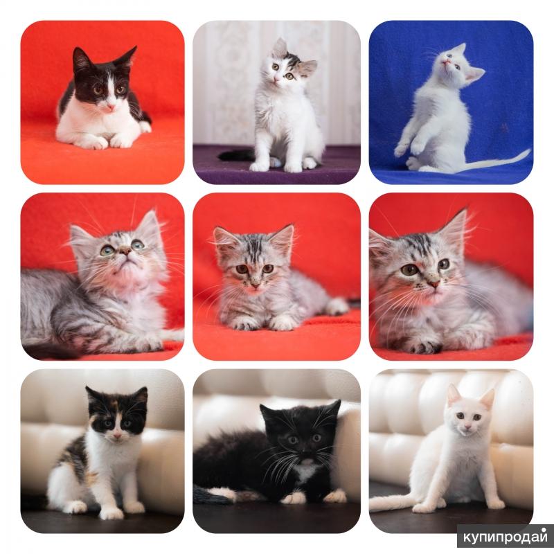 в добрые руки обнинск. обнинск стерилизация собак новый ковчег. отдам в добрые руки рыжего котенка. в добрые руки обнинск. рыжие котята отдаю.