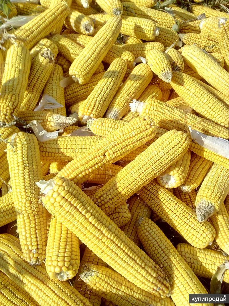 Фото кукуруза в мешках