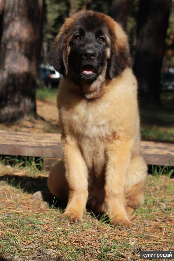 Стоковые фотографии по запросу Leonberger welpen