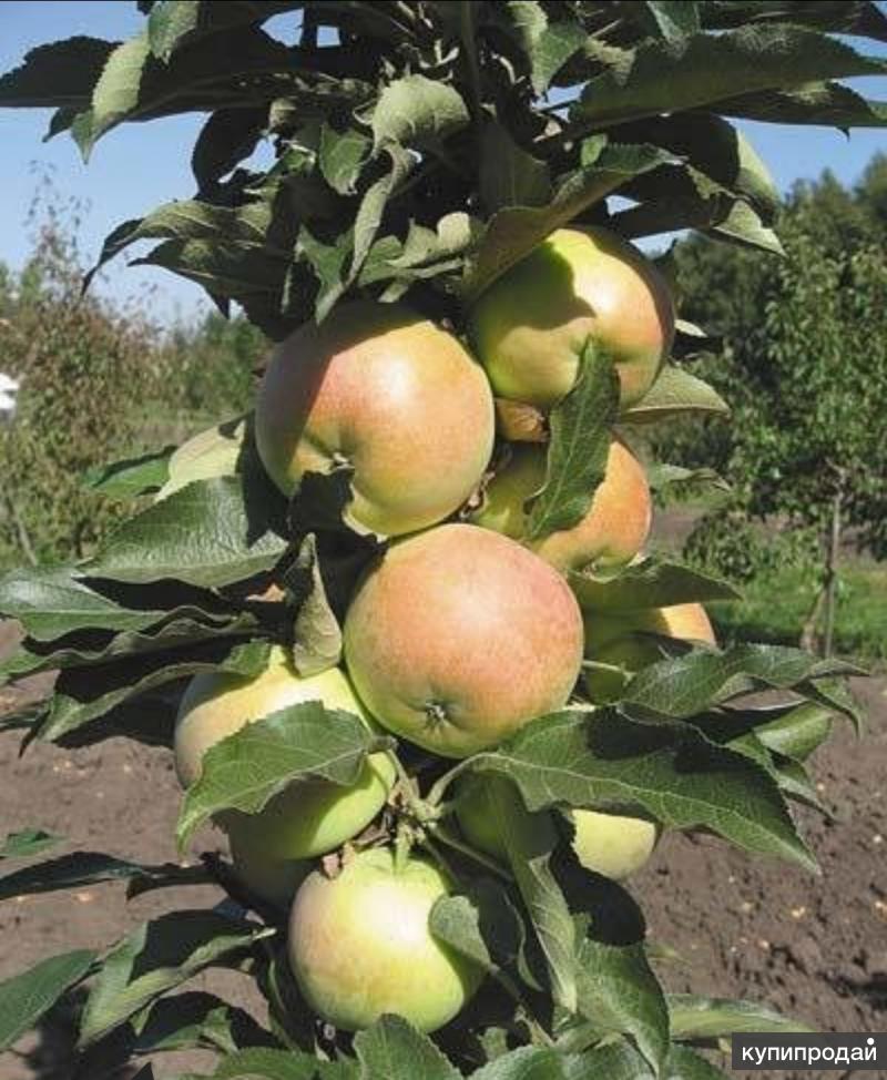 Яблоня колонновидная янтарное ожерелье. Колоновидные яблони янтарное ожерелье. Яблоня колоновидная московское ожерелье. Яблоня колонновидная медок. Яблоня колоновидная янтарная описание.