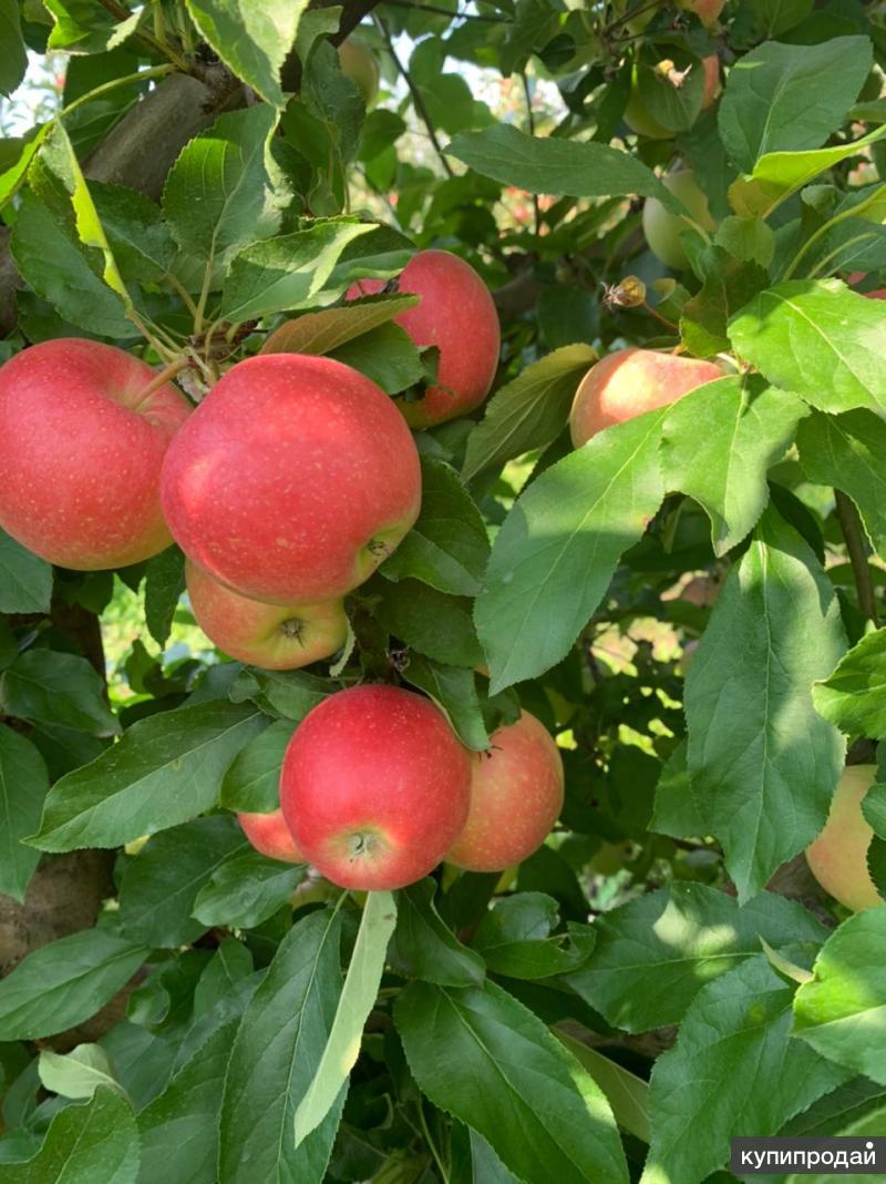 яблоня меканис. сорт яблок беш юлдуз. груша лесная красавица талгарская. сорт качество. сорт качество.