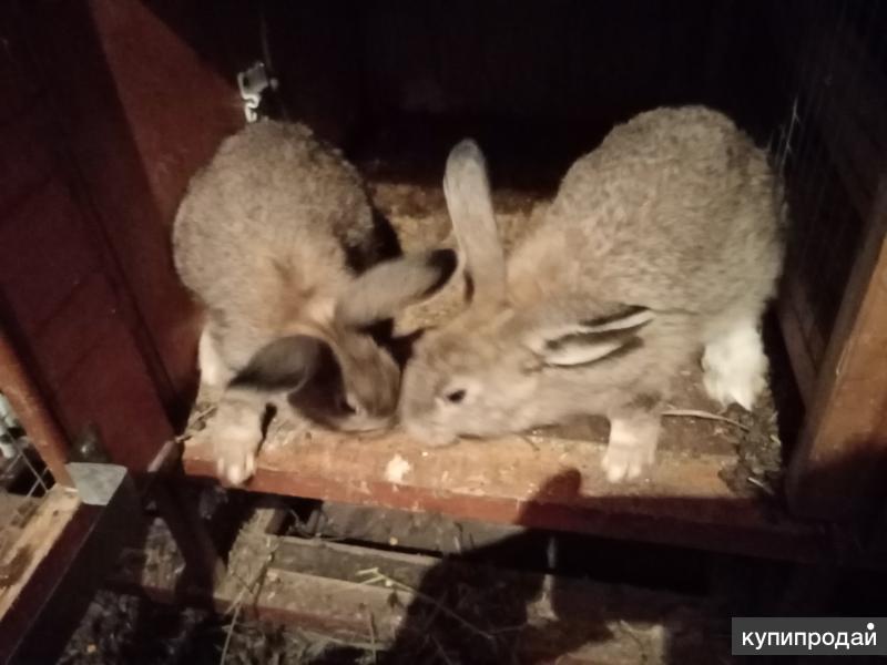 фасад ветклиники. катаева 232 ветклиника. животное нижегородской области. починки животное. починки животное.
