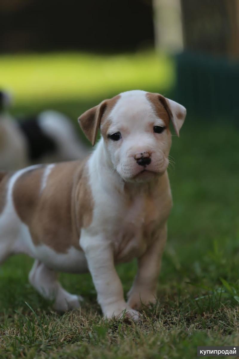 Американский стаффордширский терьер щенок. Голубо-палевый стаффордширский терьер. Стаффордширский терьер щенок. Щенки стаффордширского терьера москвы. Щенки стаффордширского терьера москвы.