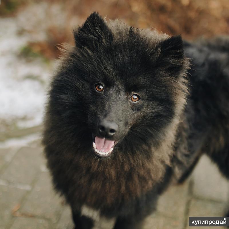 Шашсыз Шпиц