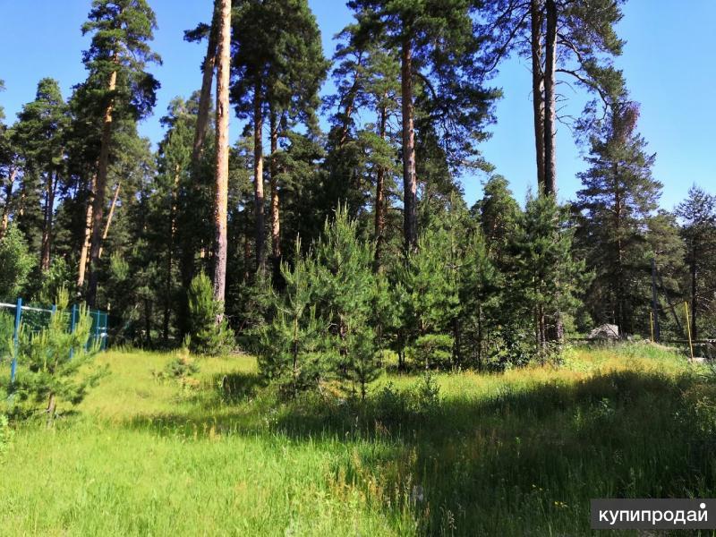 Поселок пенза. Участки с соснами Калуга. Западный поселок Пенза. Два земельных участков.