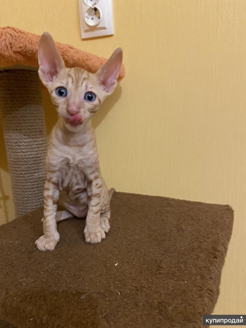 Порода корниш рекс. Корниш рекс котята. Корниш рекс котята спб. Уральский рекс котята. Корниш рекс голубой.