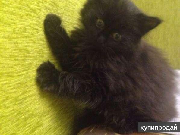 Купить Котенка В Брянске Области