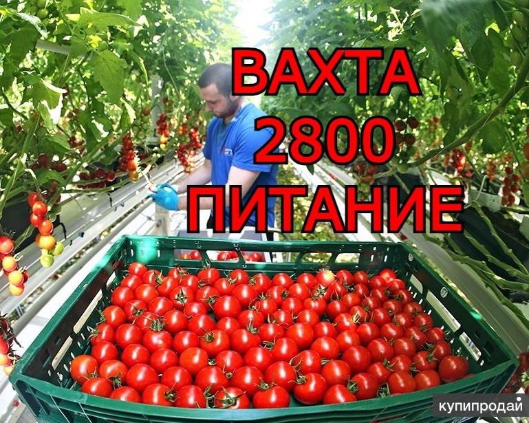 Фасовщица на овощную базу москва