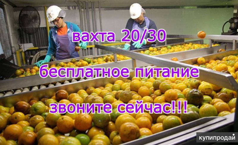 Москва вахта питанием