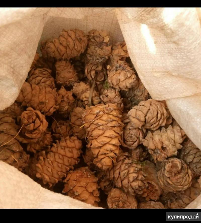 мешок с кедровой шишкой. декор шишками на даче. кедровый орех в мешках. шишки в мешке. мешок с кедровой шишкой.