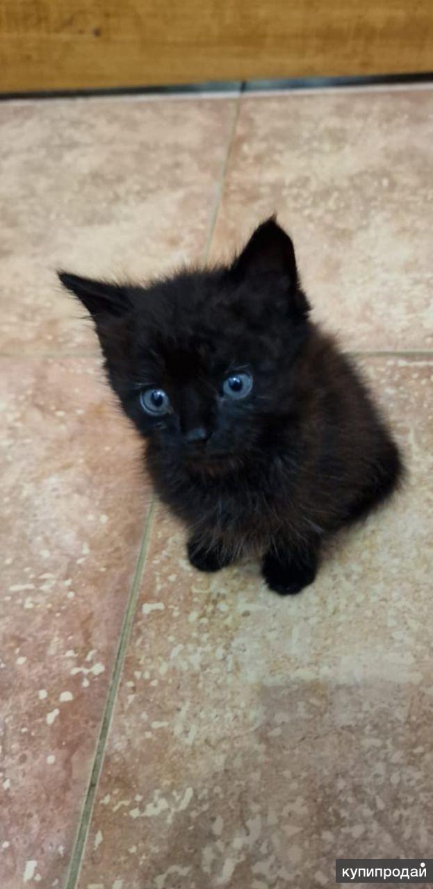 Котики которые продаются. Недорогие кошки. Котята которые продают. Котят которые продают. Котята которые продаются.