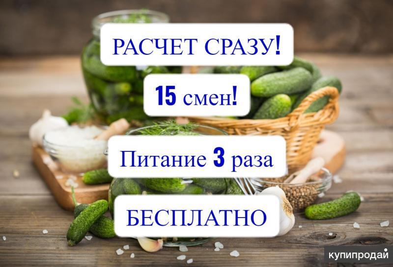 Работа для всехУпаковщик/15 смен/Расчет сразу вВолгограде