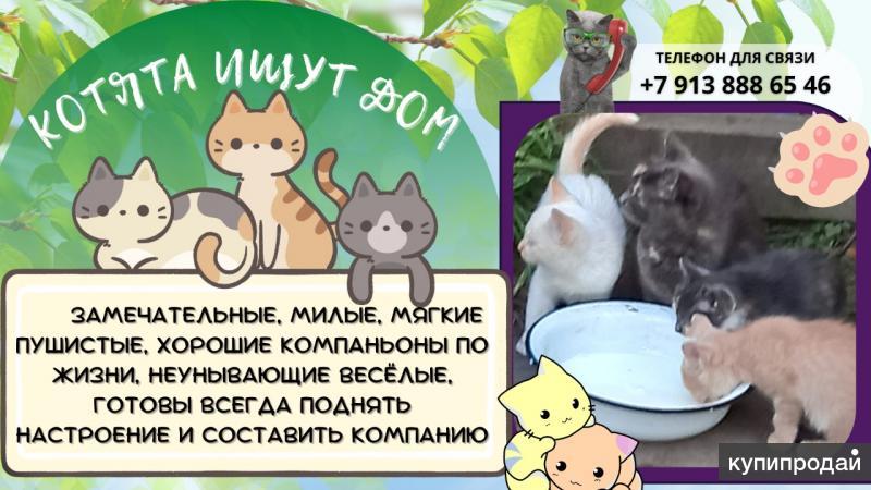 Котята ищут дом картинки