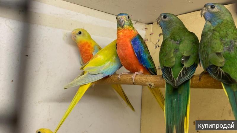 Brazzers су астындағы секс