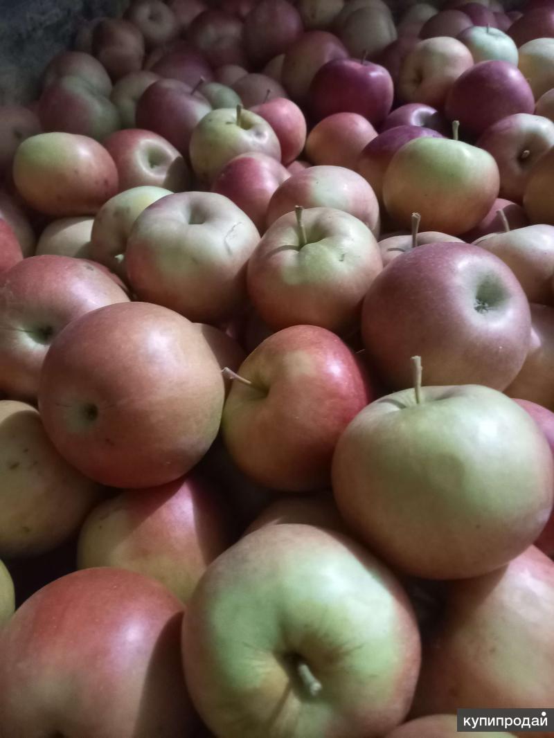 Сорт яблок импортных. Яблоки оптом. Яблоки мелким оптом. Яблоки мелким оптом. Яблоки мелким оптом.