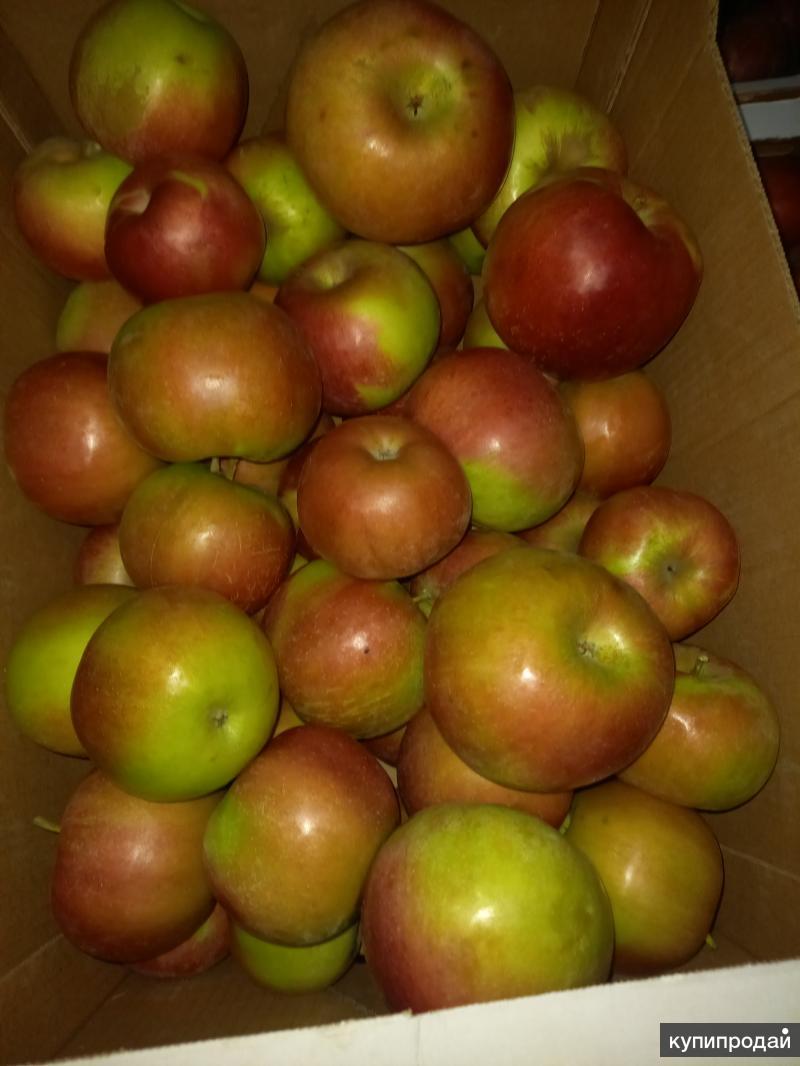 яблоки айдаред фото