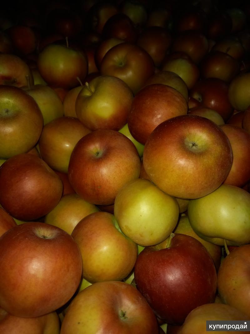 яблоки айдаред фото