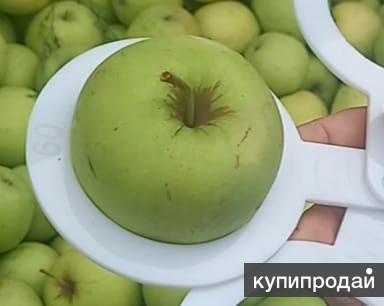 Купить Яблоко Оптом Авито