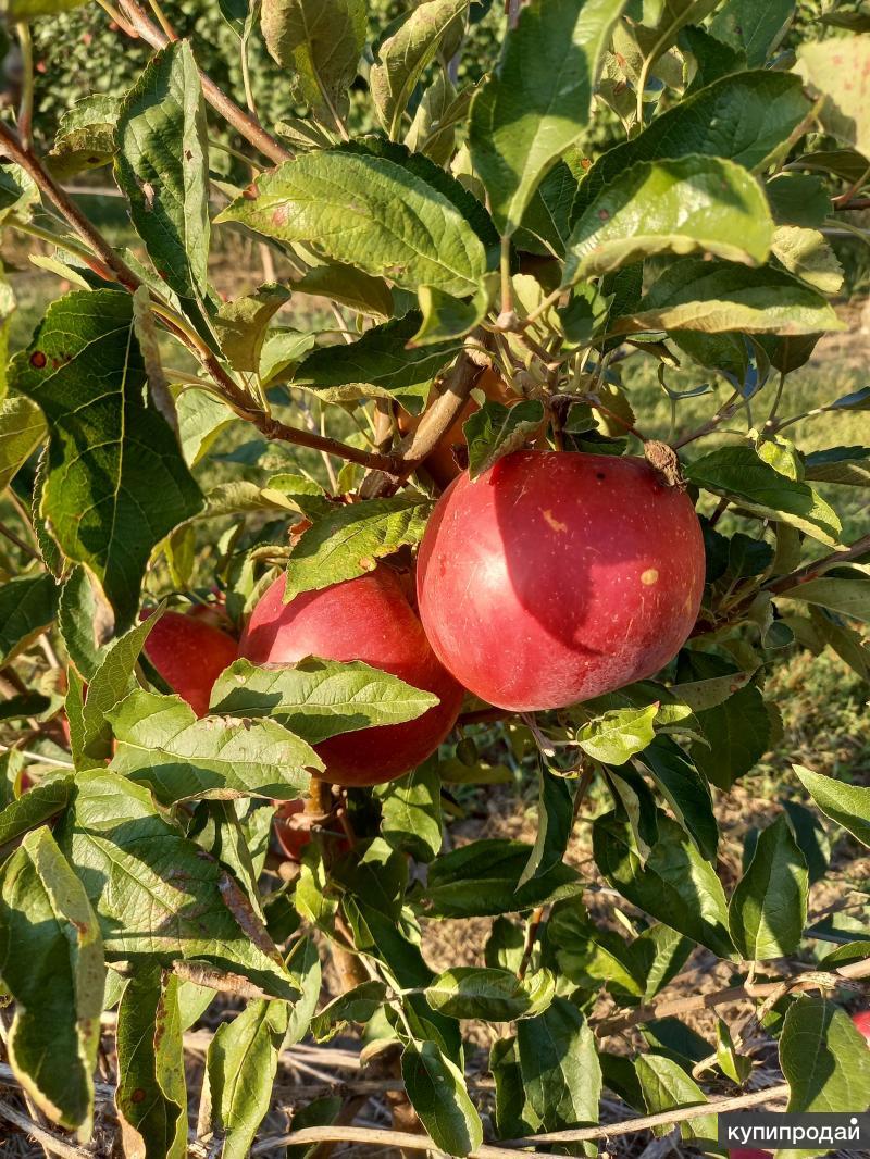 Яблочный сад моди