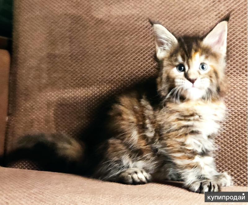 Котята Мейн Кун Купить В Туле