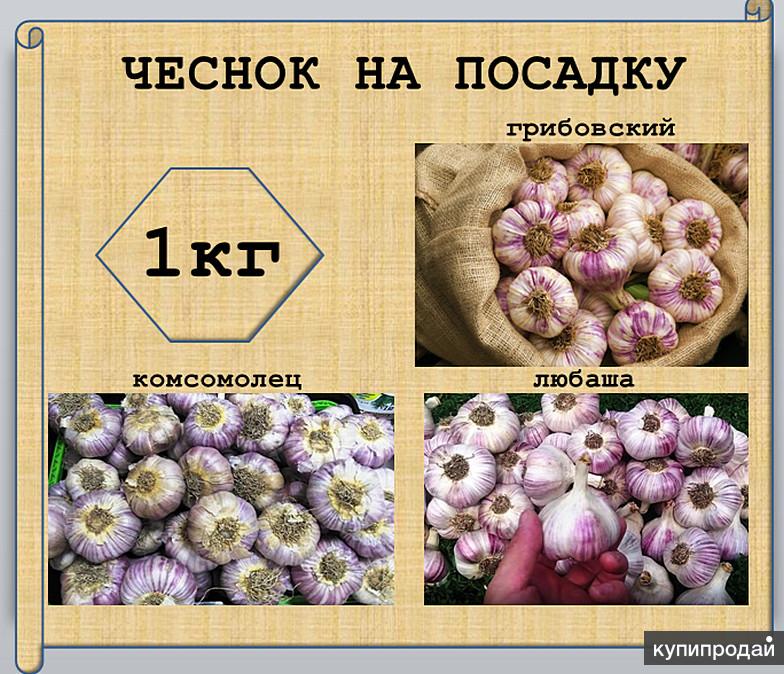 Чеснок Комсомолец Фото