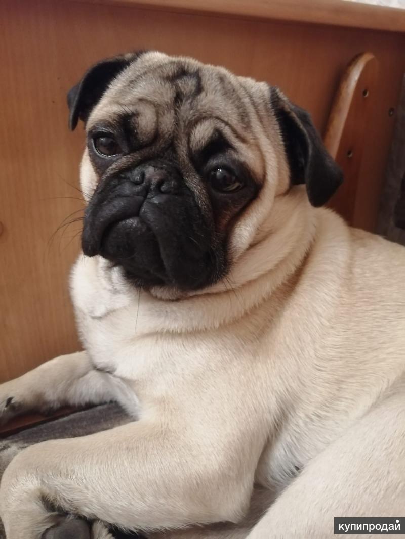 Мопсы в петербурге. Мопсы в петербурге. Мопс бежевый. Чистокровный мопс. Мопс мальчик.