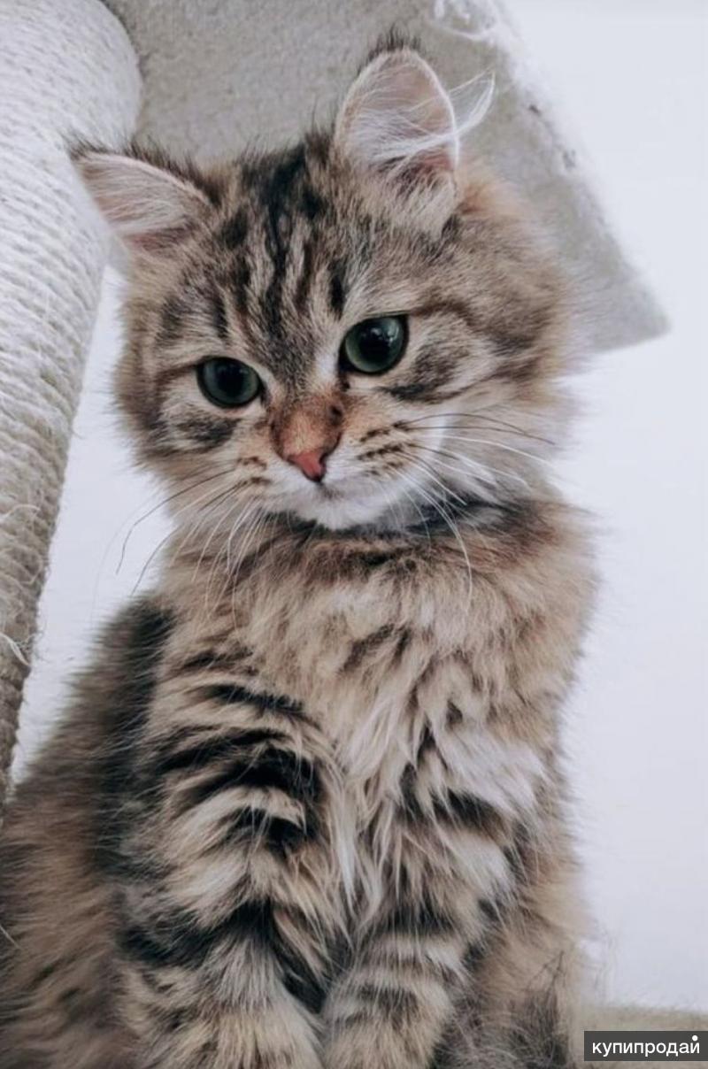Сибирская табби кошка