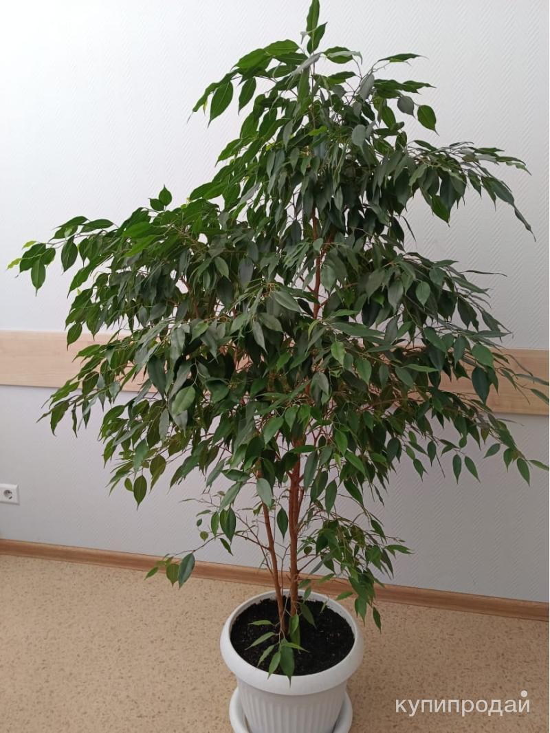Продам Фикус Бенджамина в Саратове