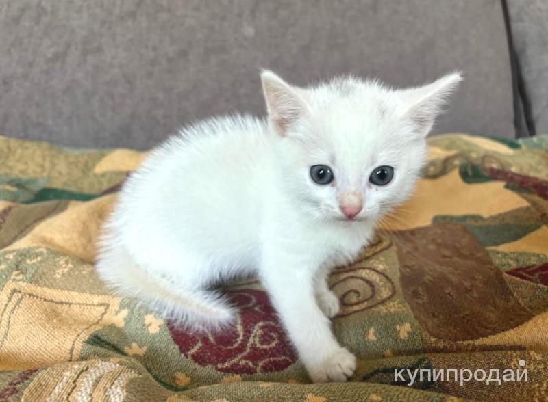 Котята даром в руки
