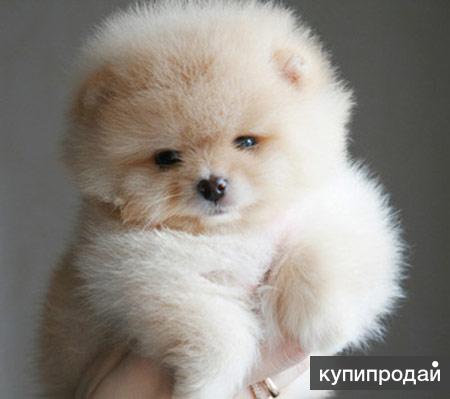 Продажа миниатюрных померанских шпицев