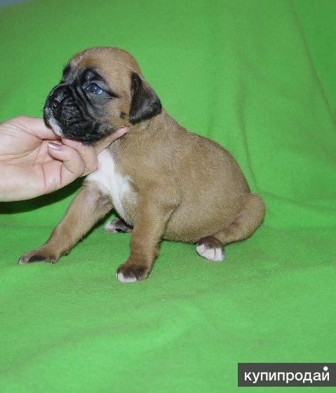 Питомник немецких боксеров. Айвенго питомник боксеров. Щенок рыжего боксера. Щенки немецкого боксера питомник. Немецкий боксёр тигровый окрас с купированными ушами.