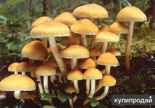 Комплект для выращивания опят