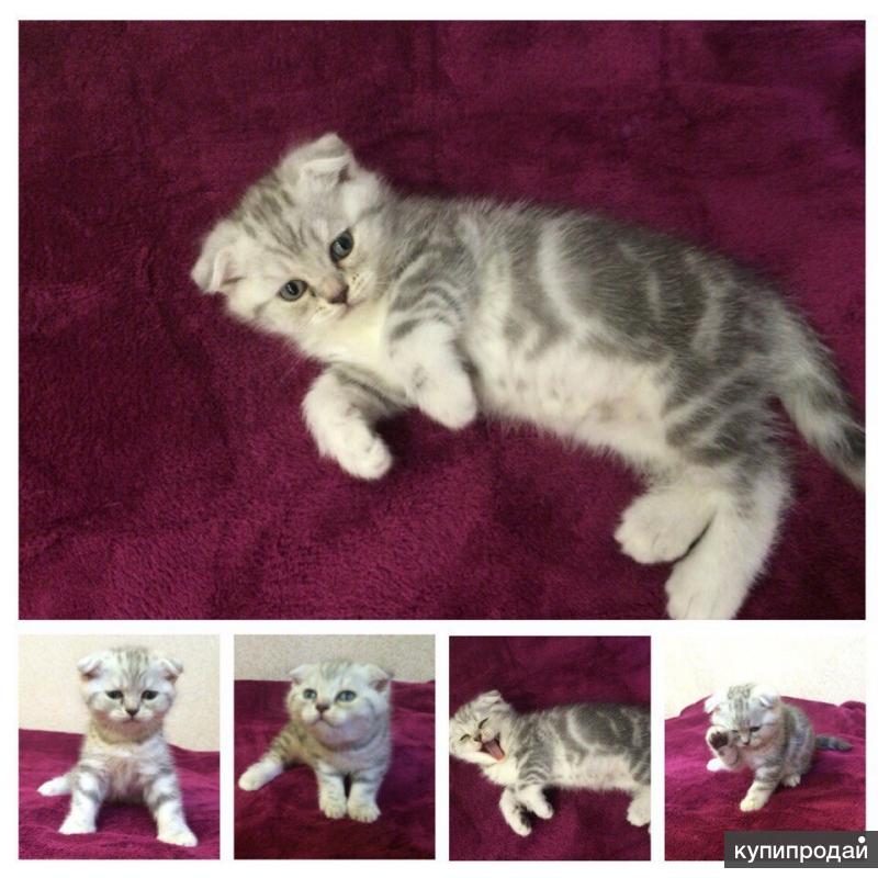 Шотландские котята